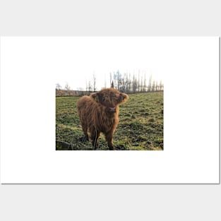 Scottish Highland Cattle Calf 1844 Posters and Art